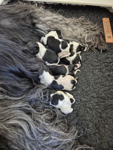 Schapendoes N-nest van de Roeskebeer